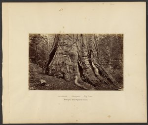 [Kalifornia - Mariposa Big Trees, "Washington" 270 láb magas, 92 láb körméretű.] alkotó: Carleton Watkins