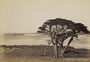 Parti látkép Monterey közelében alkotó: Carleton Watkins