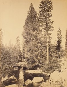 [Duglászfenyő Clarksnál] / [A duglászfenyő] alkotó: Carleton Watkins