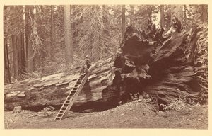 [Az erdei Calaveras liget atyja] alkotó: Carleton Watkins