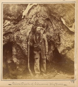 Galen Clark, Esq., Mariposa Grove, Mariposa megye, Kalifornia alkotó: Carleton Watkins