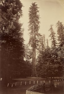 Óriás Redwood, Santa Cruz alkotó: Carleton Watkins