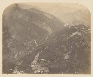 Josephine és a fenyőfa alkotó: Carleton Watkins