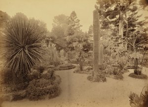 [Monterey, Kalifornia. Arizona Garden, Hotel Del Monte]. alkotó: Carleton Watkins