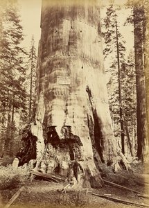 [Az erdő anyja, 221 láb magas] alkotó: Carleton Watkins