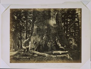 [A „Grizzly Giant” törzsének egy része Clarkkal - Mariposa Grove - 33 láb átmérő] alkotó: Carleton Watkins