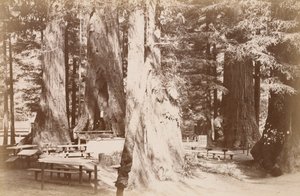 [Piknikasztal egy mamutfenyőligetben] alkotó: Carleton Watkins