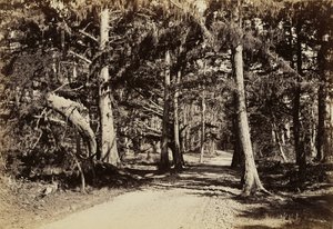 [Út ciprusligeten át] alkotó: Carleton Watkins