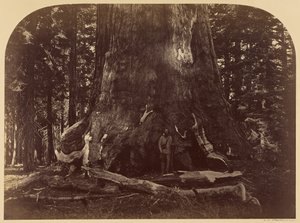 A Grizzly Giant metszete, Mariposa Grove, 33 láb átmérő alkotó: Carleton Watkins