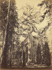 Sequoia gigantea - „Grizzly Giant” - Mariposa Grove alkotó: Carleton Watkins