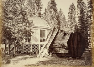 A pavilon a fatönkön, 28 láb átmérőjű alkotó: Carleton Watkins