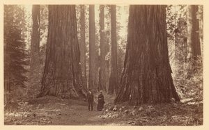 A három grácia, Calaveras Grove alkotó: Carleton Watkins