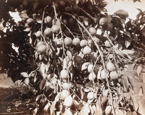 Cím nélkül [gyümölcs a fán] alkotó: Carleton Watkins