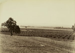 [Fiatal gyümölcsös, Palermo, Butte megye] alkotó: Carleton Watkins
