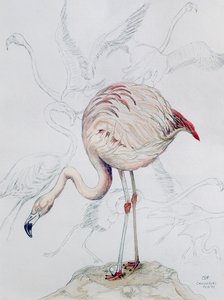 Flamingo (ceruza és WC papíron)