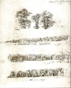 Fa tanulmányok 1809 alkotó: Caspar David Friedrich