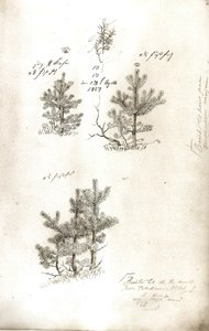 Pines alkotó: Caspar David Friedrich