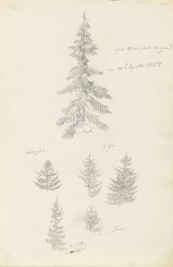 Hat tanulmány lucfenyőkről és fenyőkről alkotó: Caspar David Friedrich