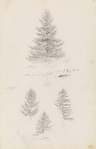 fenyő és három tanulmány lucfenyő alkotó: Caspar David Friedrich