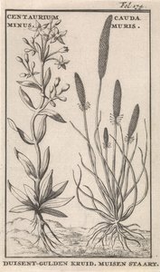 Centaury és egér farka Centaurium Minus. Cauda MurisDuisent-Guilder Herb. Egér farka (cím az objektumon)