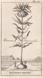császári korona Corona Imperialis / Imperial Crown (cím a tárgyon) alkotó: Caspar Luyken