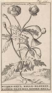 Mák Papaver erraticum, Papaver Rhoeas / Wilden-heul. Kolle virágok. A rák virágai. Rooden-heul (cím az objektumon)