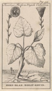 Köhögéscsillapító fűvel Tussilago, Farfara, Ungula Caballina / patalevél, köhögés elleni gyógynövény (cím a tárgyon) alkotó: Caspar Luyken