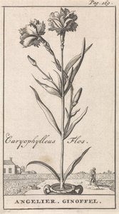 Címlap és nyolc nyomat virággal Anjelier Caryophylleus Flos / Angelier. Ginoffel (cím a tárgyon) alkotó: Caspar Luyken
