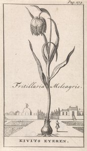 Címlap és nyolc nyomat virággal Kievitsbloem Fritillaria Meleagris / Kivits Eyeren (cím a tárgyon) alkotó: Caspar Luyken