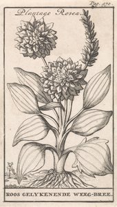 Címlap és nyolc nyomat virággal Weegbree Plantago Rosea / Roos gelykenende Weeg-bree (cím a tárgyon) alkotó: Caspar Luyken
