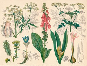 „British Poisonous Plants”, 19. század közepe-vége. alkotó: Cassell and Co