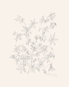 Növénytani virágtanulmány