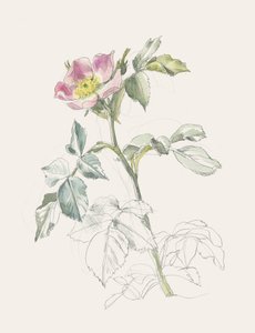 Finom rózsaszín vadrózsa