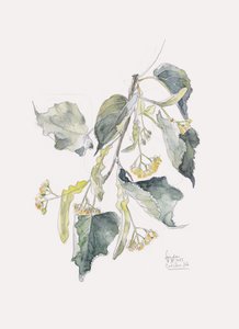 Linden Branch akvarell alkotó: Catalina Somolinos