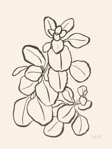 Organikus levélrajz