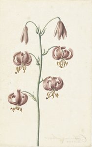 Gally vörösesbarna liliommal alkotó: Catharina Lintheimer