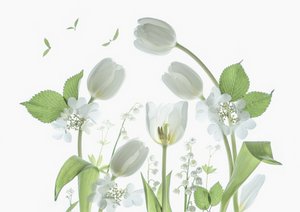 Éteri fehér tulipánok alkotó: Catherine Wang