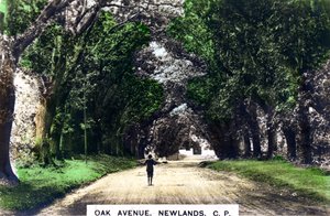 Oak Avenue, Newlands, Johannesburg, Gauteng, Dél-Afrika, 1920-as évek. alkotó: Cavenders Ltd