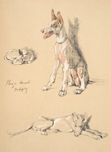 Ibiza Hound Puppy, 1930, Illusztrációk a vázlatfüzetéből, a Csak a barátok között, Aldin, Cecil Charles Windsor (1870-1935), később kiadó: Eyre and Spottiswoode Limited, 1934, Chalk and Ch alkotó: Cecil Charles Windsor Aldin