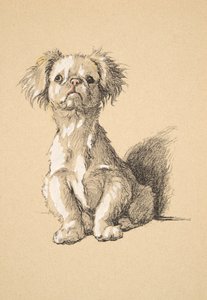 Peke, 1930, Illusztrációk a vázlatfüzetéből, amelyet a Csak a barátok között, Aldin, Cecil Charles Windsor (1870-1935) számára használt, később kiadta: Eyre and Spottiswoode Limited, 1934, Kréta és faszén papíron alkotó: Cecil Charles Windsor Aldin