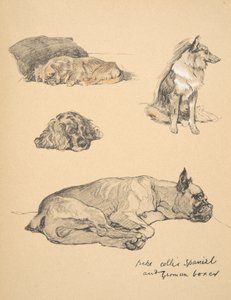 Peke, Collie, spániel és német boxer, 1930, Illusztrációk a „Csak a barátok között” című vázlatfüzetéből, Aldin, Cecil Charles Windsor (1870-1935), kiadó: Eyre és Spottiswoode Limited, 1934, C alkotó: Cecil Charles Windsor Aldin