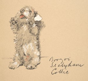 Sealyham, 1930, Illusztrációk a vázlatfüzetéből, amelyet a Csak a barátok között használt, később kiadtak az Eyre and Spottiswoode Limited, 1934 (kréta és faszén papíron) alkotó: Cecil Charles Windsor Aldin