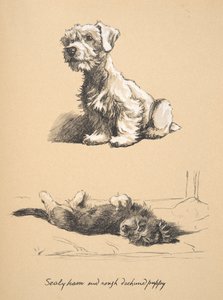 Sealyham és durva tacskó kölyökkutya, 1930, Illusztrációk a vázlatfüzetéből, amelyet a Csak a barátok között című könyvhöz használtak, később kiadta az Eyre and Spottiswoode Limited, 1934 (kréta és szén papíron) alkotó: Cecil Charles Windsor Aldin
