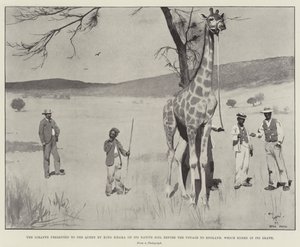 A zsiráfot Khama király ajándékozta a királynőnek szülőföldjén az angliai utazás előtt, amely annak halálával végződött alkotó: Cecil Charles Windsor Aldin