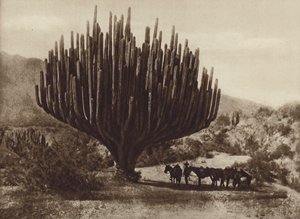 Mexikó: Candelero alakú kaktusz, Oaxaca (f/w fotó)