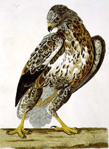 Az egerészölyv (Buteo buteo) a "The British Zoology, Class II: Birds" című műből, metszette Peter Mazell (fl.1761-97) 1766 (metszet). alkotó: Charles (after) Collins