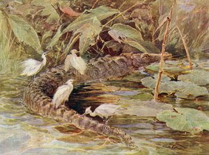 Krokodil és kísérő kócsag (színes litó) alkotó: Charles (after) Whymper
