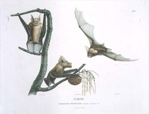 Rhinolophus Crumeniferus, patkódenevér, Timorból, 35. tábla a „Felfedezőút az ausztrál földekre” című könyvből, metszett Choubard, kocsma. 1800-04 (metszet) alkotó: Charles Alexandre (after) Lesueur