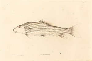 C. Aureolus