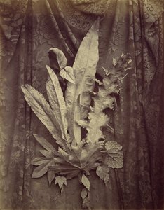 [Study of Leaves on a Background of Floral Lace], 1864. alkotó: Charles Aubry